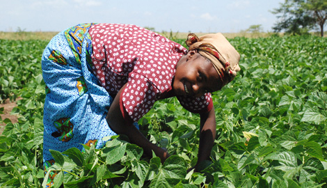 woman in farm beans